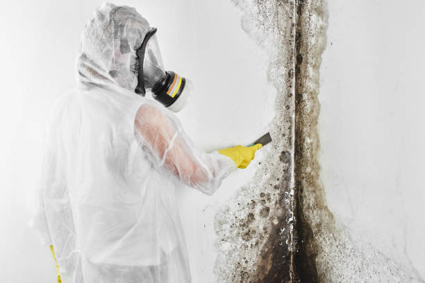 Best Commercial Mold Removal  in Emporia, KS