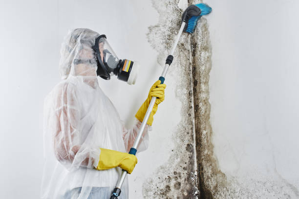 Best Toxic Mold Removal  in Emporia, KS