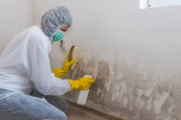 Best Mold Removal Company Near Me  in Emporia, KS