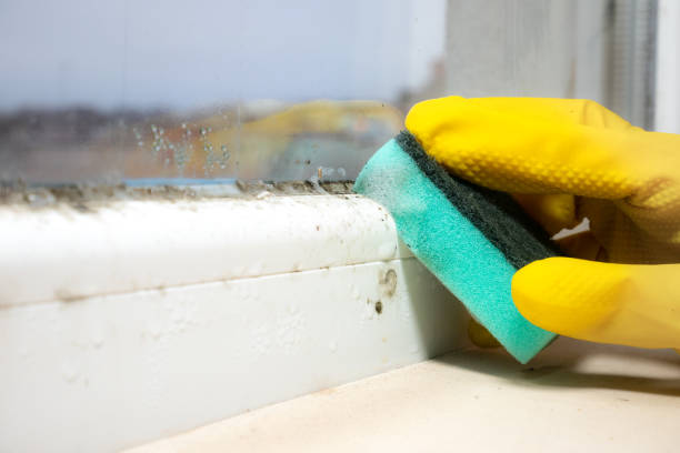 Best Local Mold Removal Service  in Emporia, KS